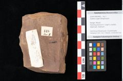 Foto (Objekt + Etikett) von Zostena ungeri Ettingshausen (NHMW-GEO-2024-0188-0448)